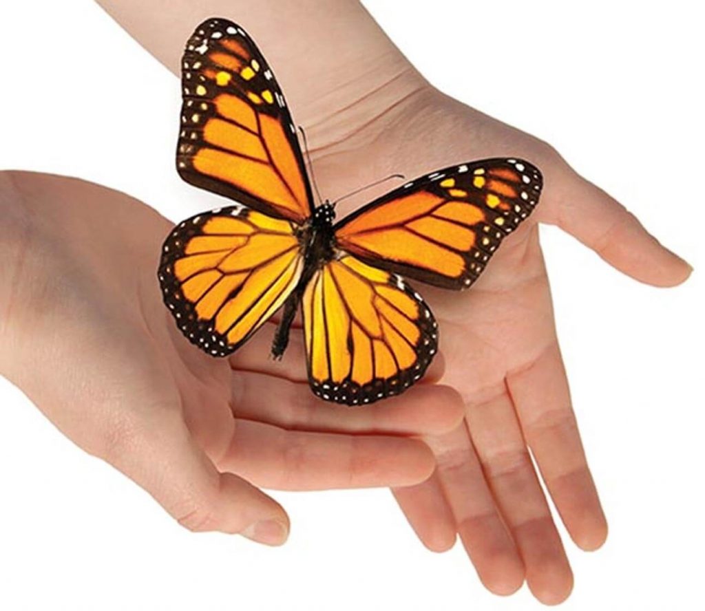 Genesis Psychology Services Anne Lambert Wongawallan, QLD